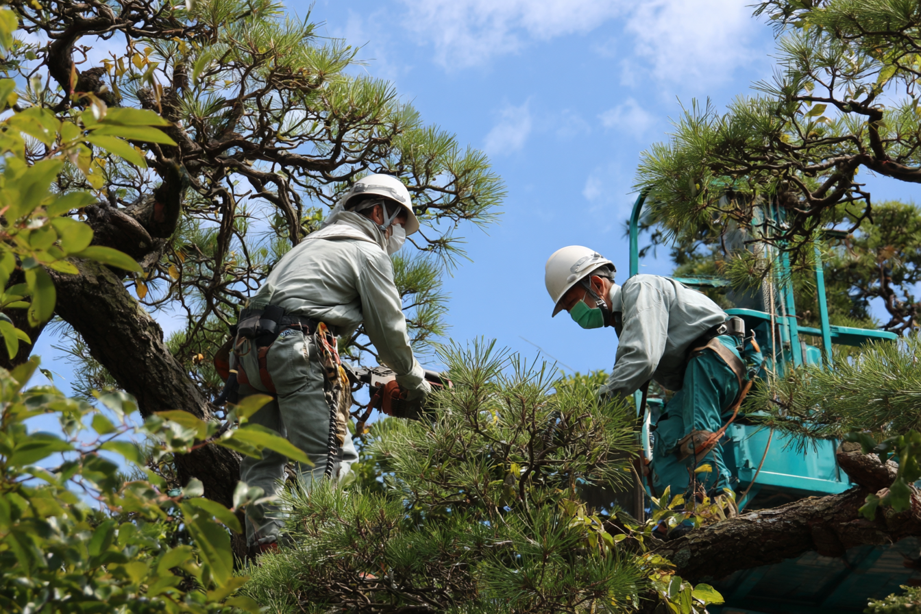 伐採・草刈り作業風景4
